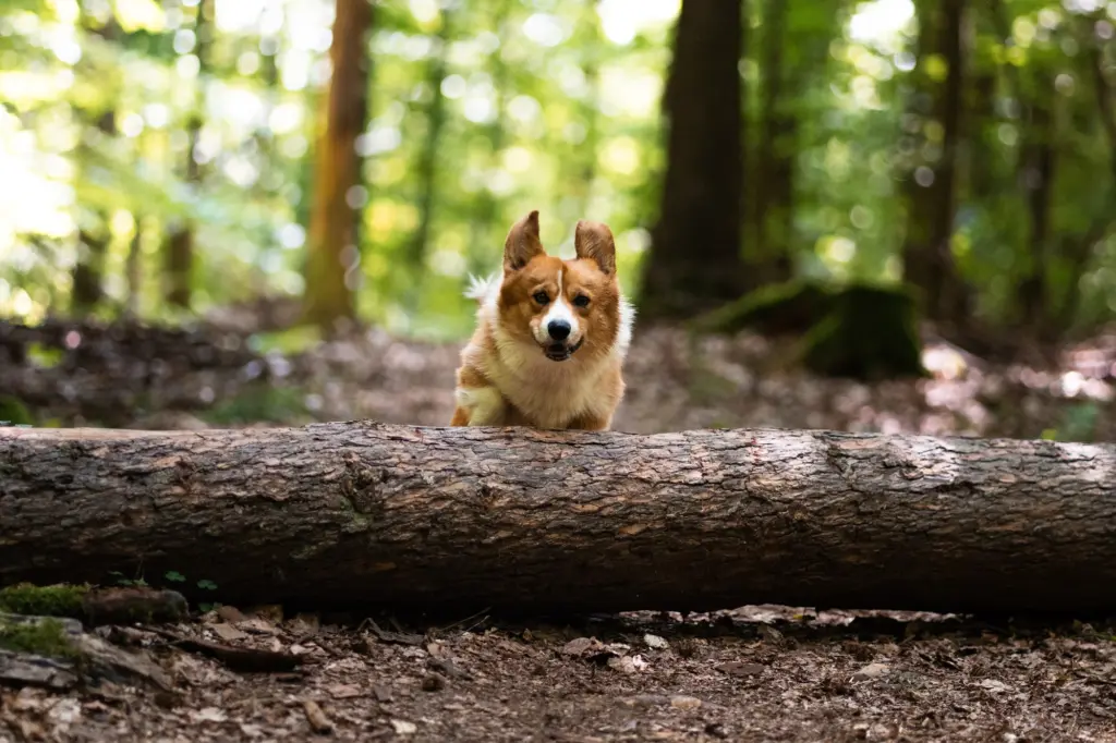 Actionreiche Hundebilder – So fotografierst du deinen Hund in Bewegung