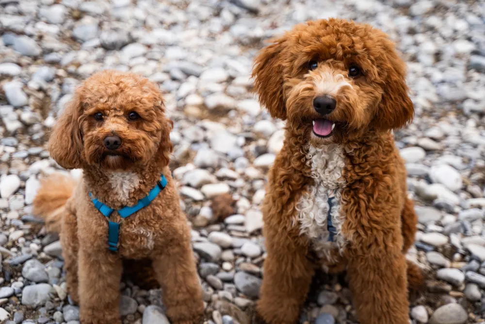 Hundeportrait München – ausdrucksstarkes Hundefoto
