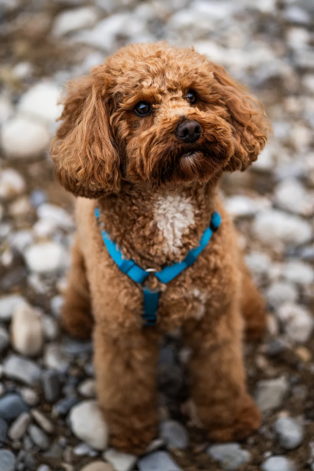 Hund Nahaufnahme – Detail Hundefotografie