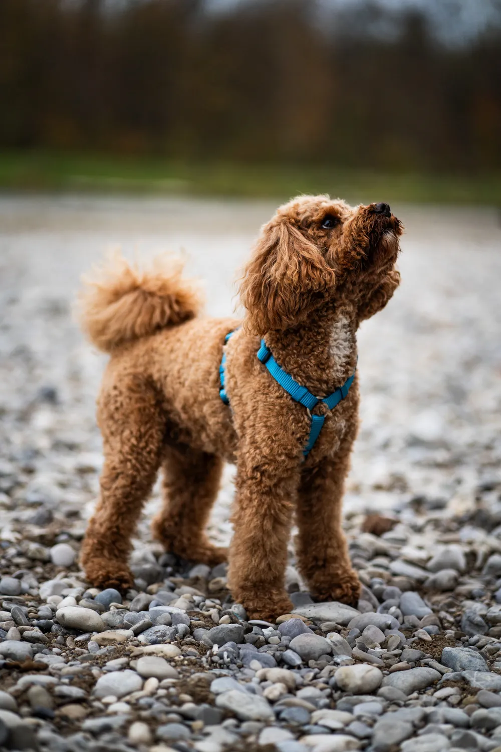 Hundeportrait München – professionelles Hundeportrait Nahaufnahme