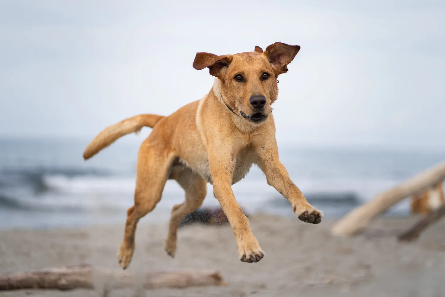 Hund am Wasser – Sommer Hundefotografie