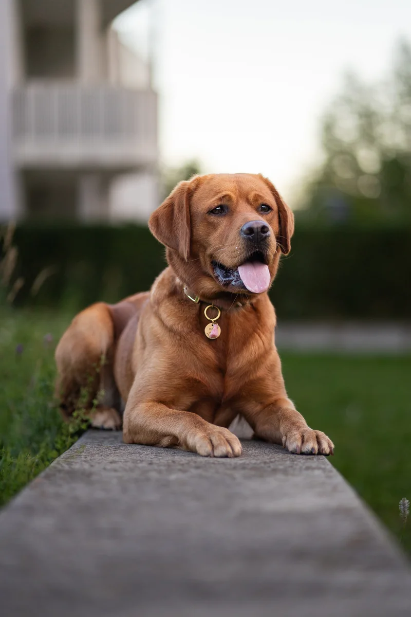 Hund in der Natur – Hundefotoshooting München