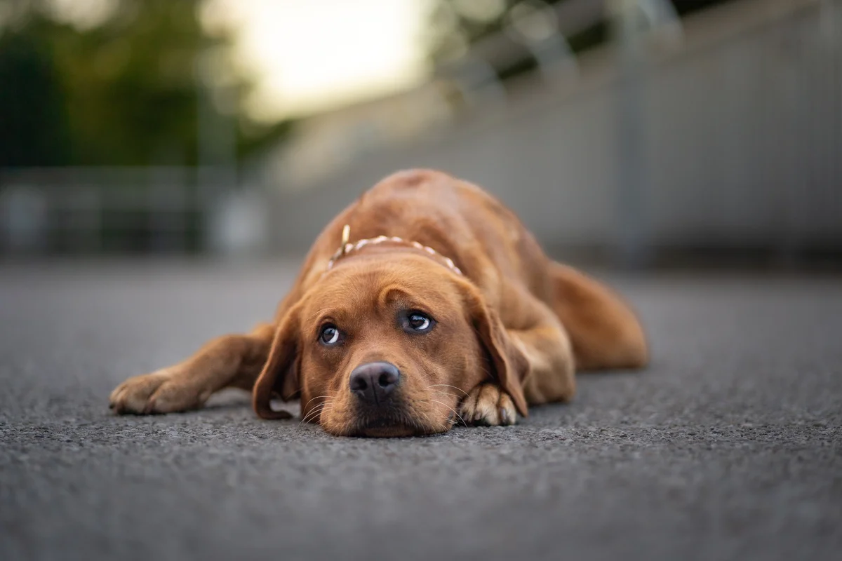 Hundefotografie München