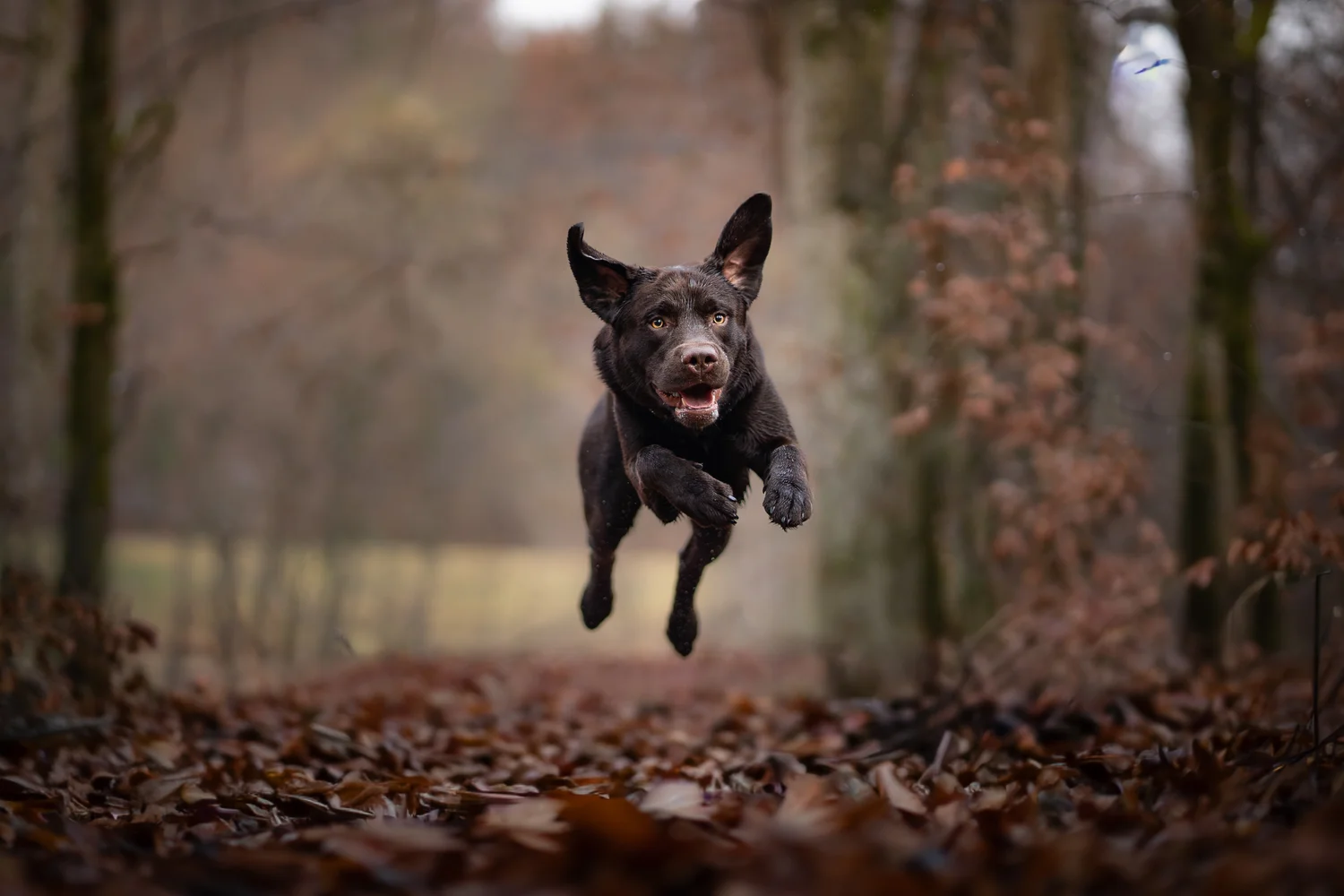 Hundefotografie München