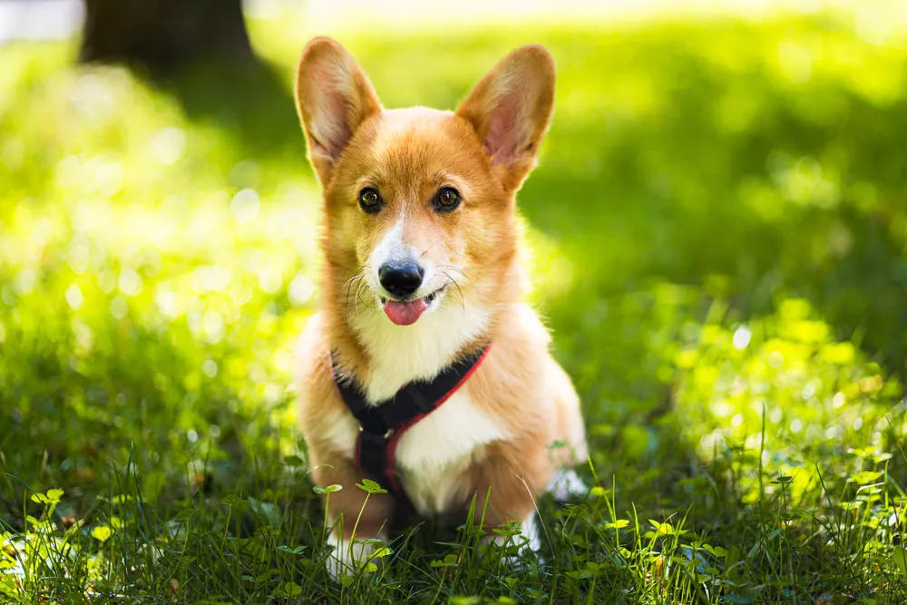 Hund sitzend – ruhiges Hundeportrait