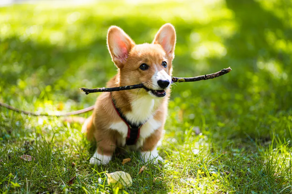 Die 10 schönsten Locations für ein Hundeshooting in München