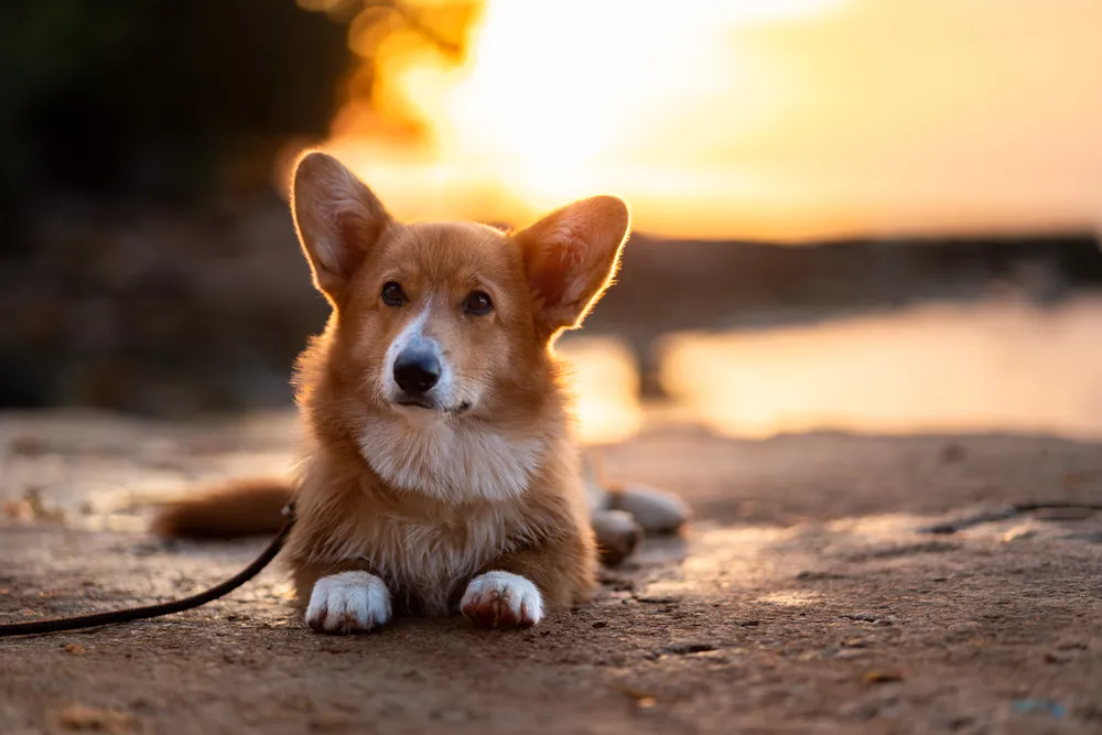 Hund an der Isar – natürliche Hundefotografie München