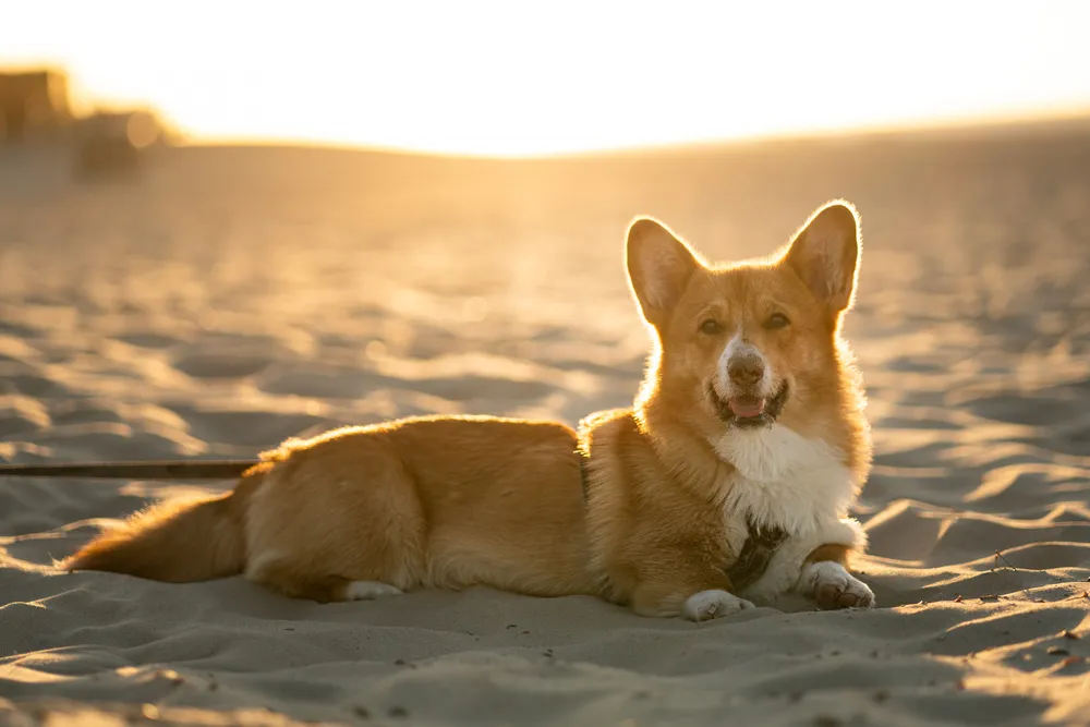 Hund in der Stadt – urbane Hundefotografie München