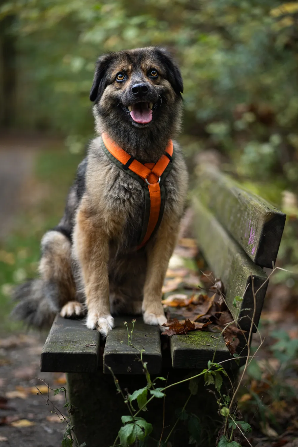 Wie läuft ein Hundefotoshooting ab? – Alles was du wissen musst