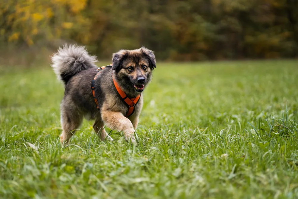 Hund im Park – Hundefotografie Bayern