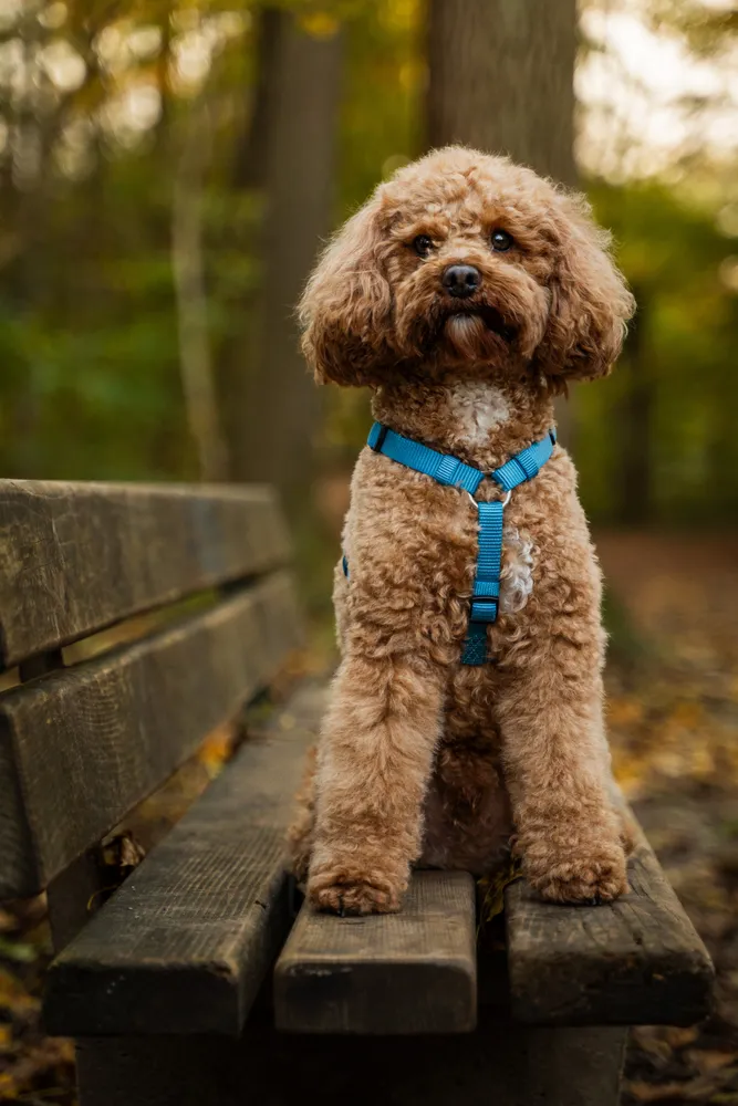 Hund liegend im Wald – entspannte Hundefotografie