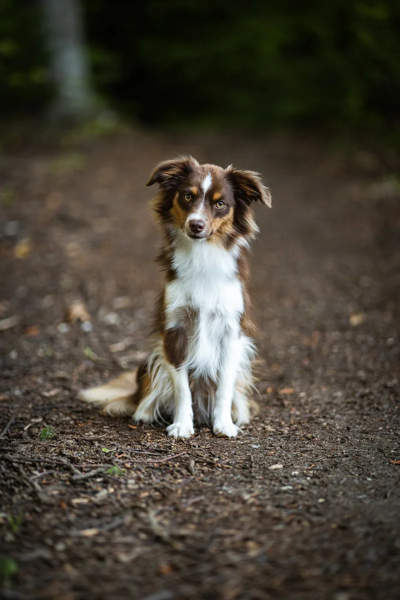 Hund in Aktion – Actionfotografie München