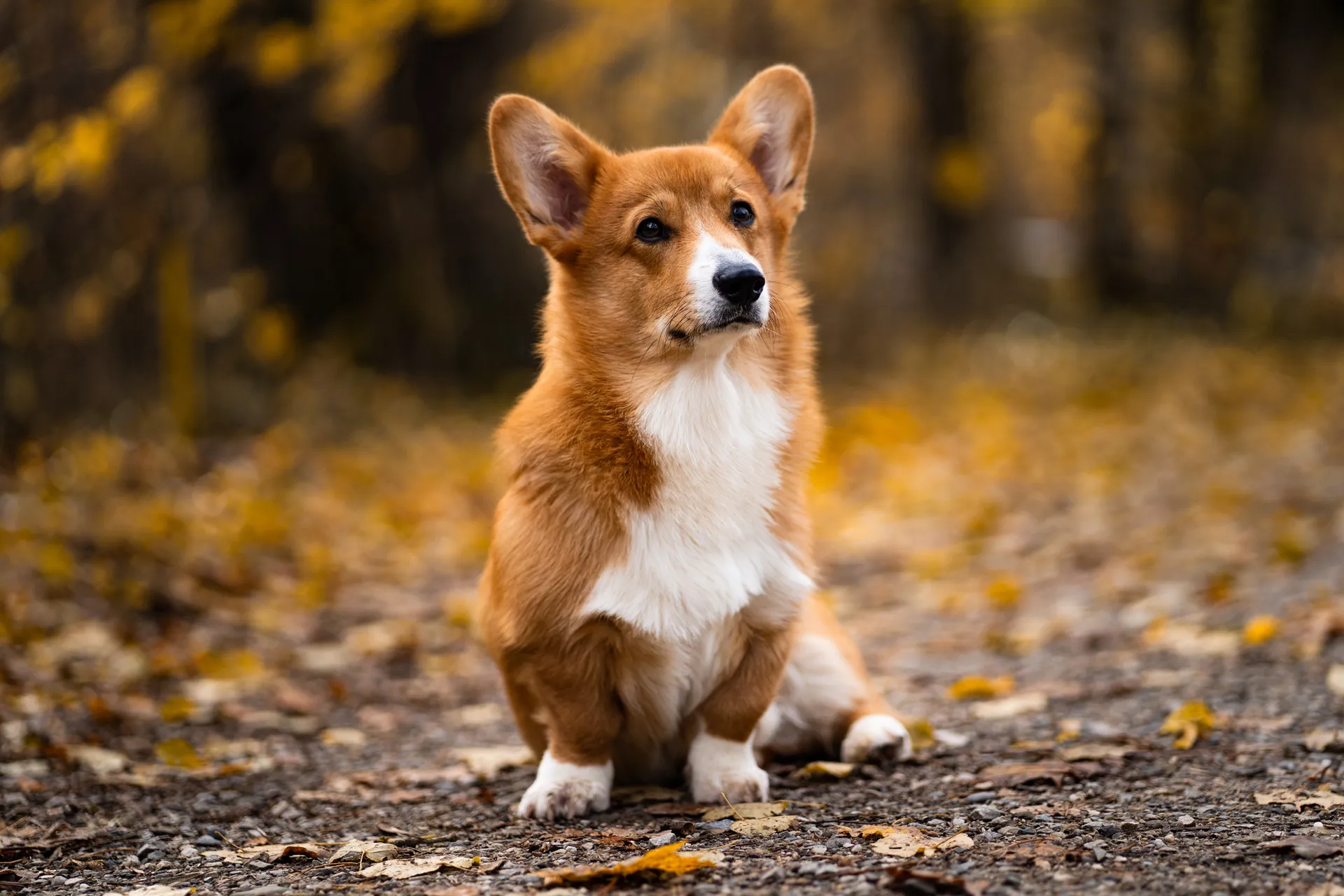 Hundefotografie im Park
